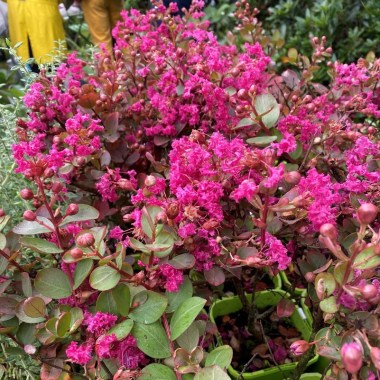 lagerstroemia indica with love kiss